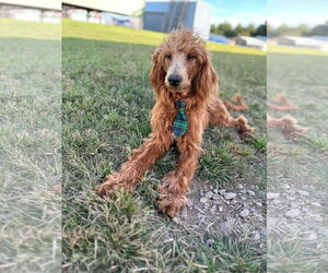 Irish Doodle Dogs for adoption in Pacolet, SC, USA