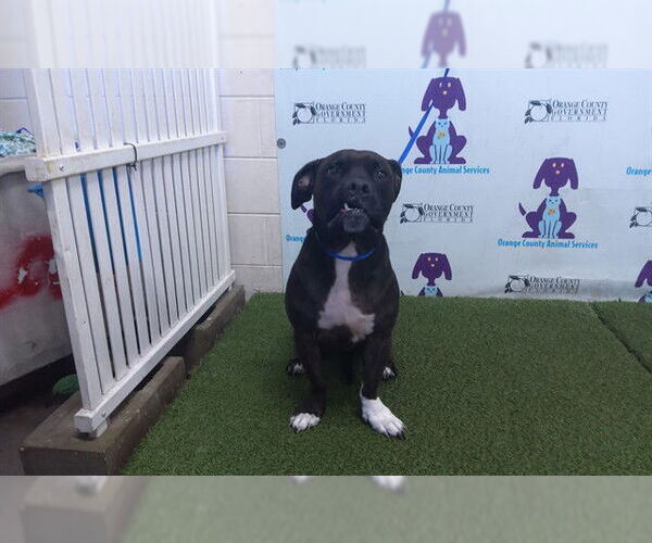 Medium Photo #1 Bullboxer Pit Puppy For Sale in Orlando, FL, USA