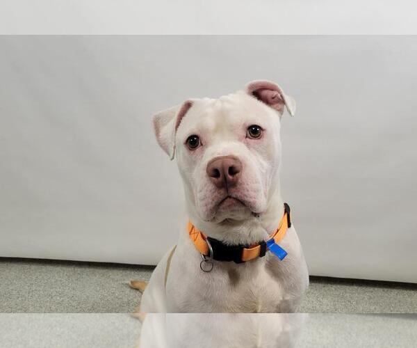 Medium Photo #1 American Pit Bull Terrier-Unknown Mix Puppy For Sale in Fort Collins, CO, USA