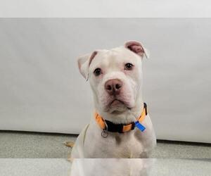 American Pit Bull Terrier-Unknown Mix Dogs for adoption in Fort Collins, CO, USA