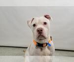 Small American Pit Bull Terrier Mix