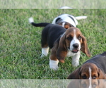 Puppy 4 Basset Hound