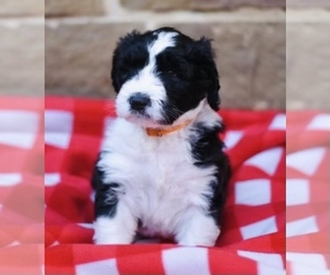 Sheepadoodle Puppy for sale in LEWISVILLE, TX, USA