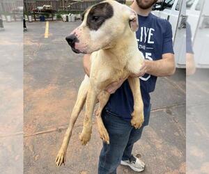 American Pit Bull Terrier-Unknown Mix Dogs for adoption in Oklahoma City, OK, USA