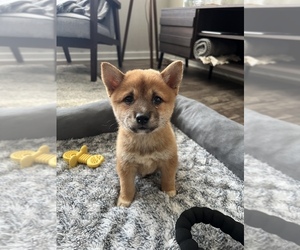 Shiba Inu Puppy for sale in AURORA, OH, USA