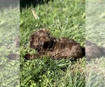 Small Photo #5 ShihPoo Puppy For Sale in CHARLESTON, WV, USA