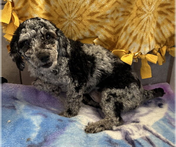 Medium Photo #3 Poodle (Miniature) Puppy For Sale in Pacolet, SC, USA