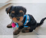 Small #2 Mutt