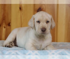 Labrador Retriever Puppy for sale in FREDERICKSBG, OH, USA