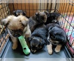 Small Photo #14 Yoranian Puppy For Sale in MORROW, OH, USA