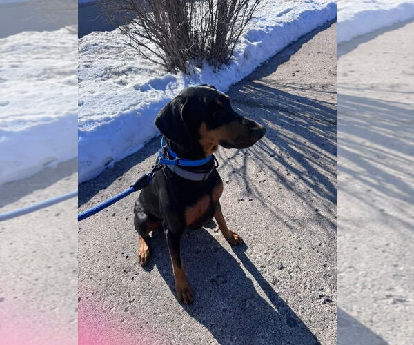 Medium Photo #3 Doberman Pinscher Puppy For Sale in Minneaoplis, MN, USA