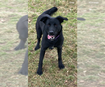 Small Photo #1 Labrador Retriever-Unknown Mix Puppy For Sale in Augusta, WV, USA