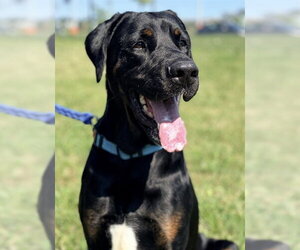 CONAN - Male Doberman Pinscher-Mastiff Mix Dog for Adoption - Photo #2