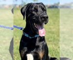 Small #1 Doberman Pinscher-Mastiff Mix
