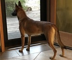 Small Photo #1 Belgian Malinois Puppy For Sale in VACAVILLE, CA, USA