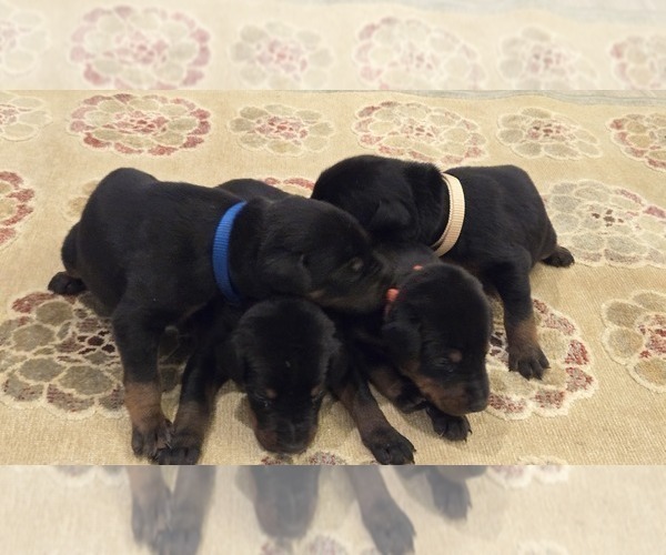 Medium Photo #2 Doberman Pinscher Puppy For Sale in MONROE, NC, USA