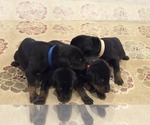 Small #1 Doberman Pinscher