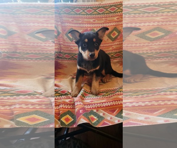 Medium Photo #2 Australian Shepherd-Unknown Mix Puppy For Sale in SHERBURNE, NY, USA