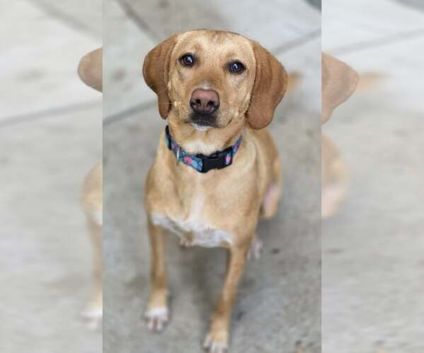 Medium Photo #2 Labbe Puppy For Sale in Woodsfield, OH, USA
