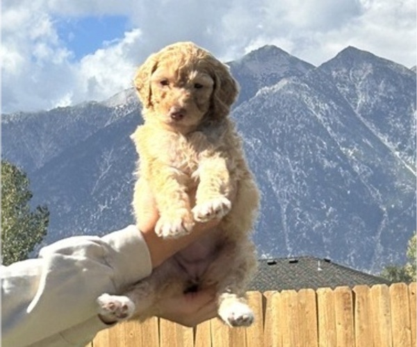 Medium Photo #30 Poodle (Standard) Puppy For Sale in GARDNERVILLE, NV, USA
