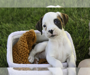 Boxer Puppy for sale in SHIPSHEWANA, IN, USA