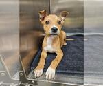 Small Labrador Retriever Mix