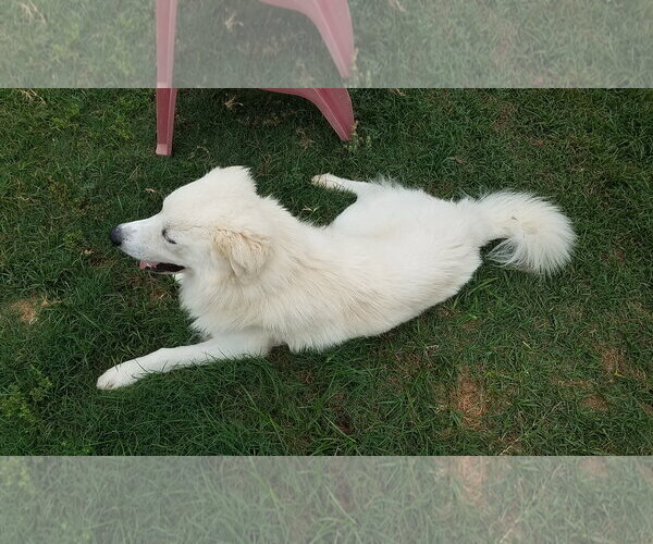 Medium Photo #59 Chow Chow-Great Pyrenees Mix Puppy For Sale in Houston, TX, USA