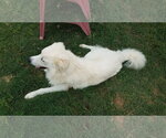 Small #58 Chow Chow-Great Pyrenees Mix
