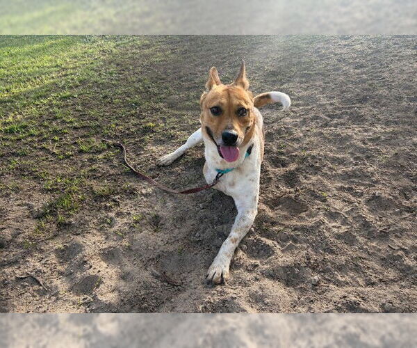 Medium Photo #2 Mutt Puppy For Sale in Ocala, FL, USA