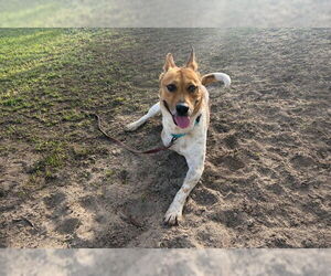 ROCKY - Male Mutt Dog for Adoption - Photo #2