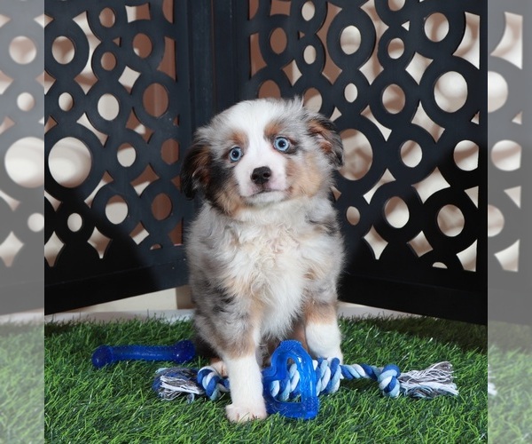 Medium Photo #4 Miniature Australian Shepherd Puppy For Sale in MOUNT VERNON, OH, USA