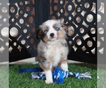 Small #3 Miniature Australian Shepherd