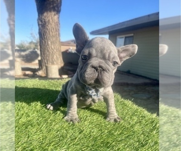 Medium Photo #5 French Bulldog Puppy For Sale in WASHINGTON, DC, USA