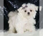 Small #3 Maltese