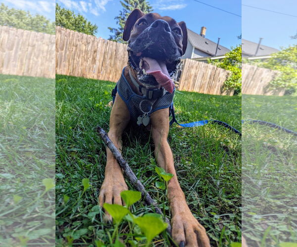 Medium Photo #3 Boxer Puppy For Sale in Woodbury, MN, USA