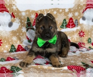 German Shepherd Dog Puppy for sale in LANCASTER, PA, USA