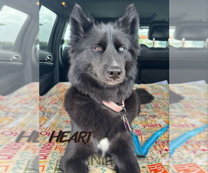 Siberian Husky Dogs for adoption in Severn, MD, USA