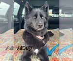 Small Siberian Husky