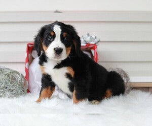Bernese Mountain Dog Puppy for sale in APPLE CREEK, OH, USA