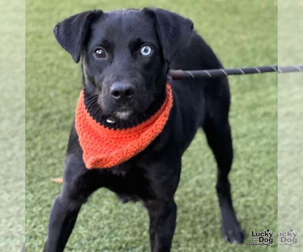 Medium Photo #2 Aussiedor Puppy For Sale in Washington, DC, USA