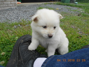 American Eskimo Dog (Toy) Puppy for sale in ARAB, AL, USA