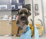 Small #5 American Pit Bull Terrier