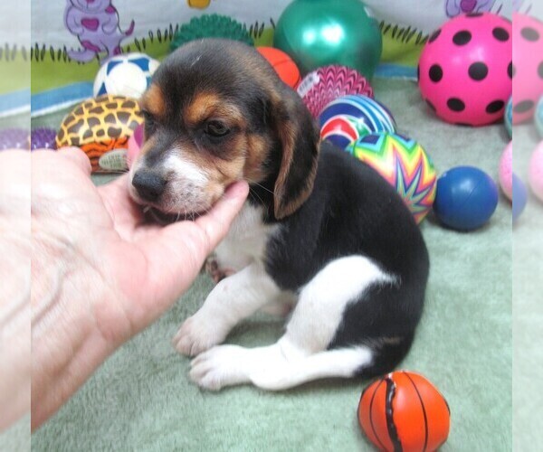 Medium Photo #4 Beagle Puppy For Sale in RATTAN, OK, USA