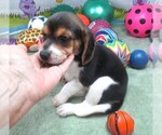 Small #3 Beagle