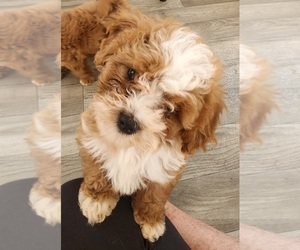 Cavapoo Puppy for sale in CARLISLE, KY, USA