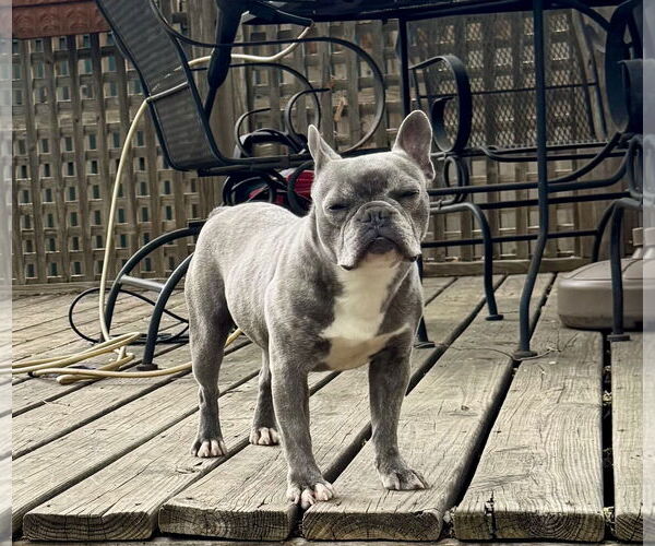 Medium Photo #2 French Bulldog Puppy For Sale in St. Louis Park, MN, USA