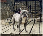 Small #1 French Bulldog