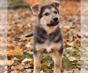 German Shepherd Dog Puppy for Sale in MILTON, Vermont USA