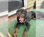Small #5 Rottweiler