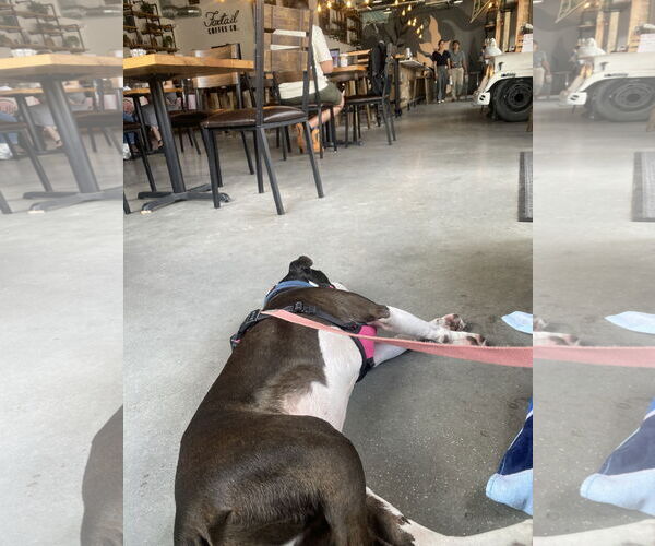 Medium Photo #7 Boston Terrier-Unknown Mix Puppy For Sale in Sanford, FL, USA